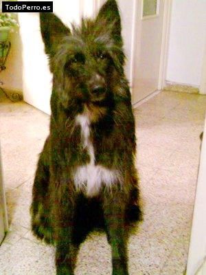 Foto del perro Sharon