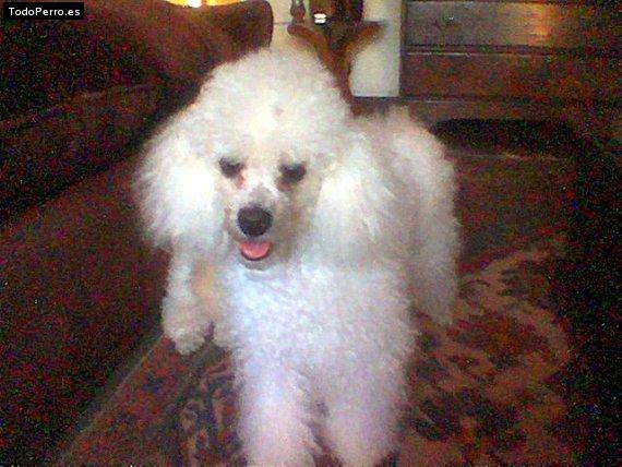 Foto del perro Cotty