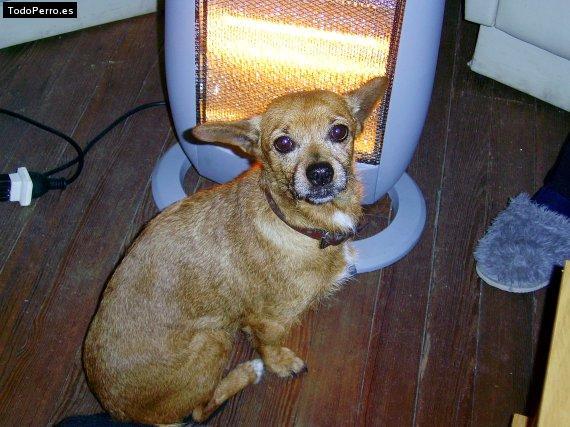 La foto del perro Larita Foto del perro Larita