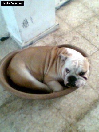 Foto del perro Neron
