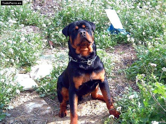 La foto del perro Goran Foto del perro Goran