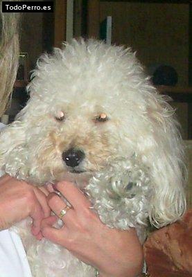 La foto del perro Ginger Foto del perro Ginger