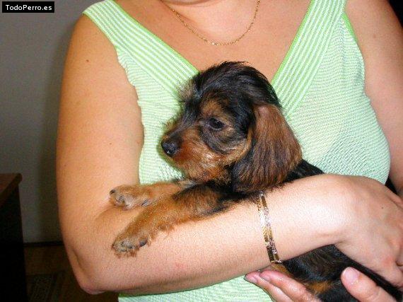 La foto del perro Happy Foto del perro Happy