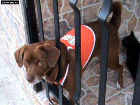 Foto del perro Chispy