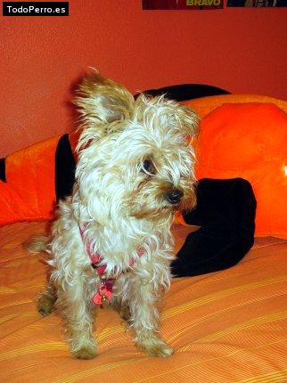 Foto del perro Chuspi