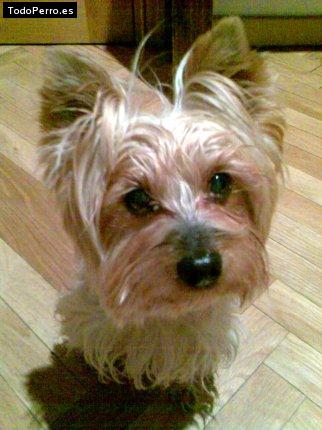 Foto del perro Coco