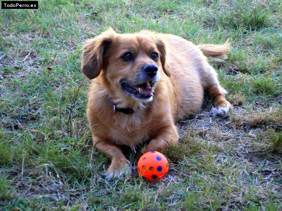 La foto del perro Kike Foto del perro Kike