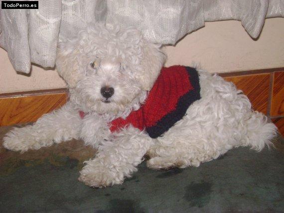 Foto del perro Copito