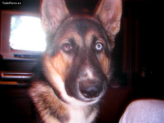 La foto del perro Guero Foto del perro Guero