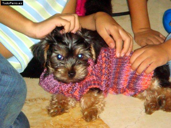 Foto del perro Bingo