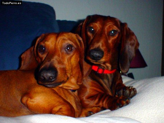 Foto del perro Marge y fita