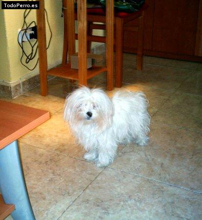 Foto del perro Chusa