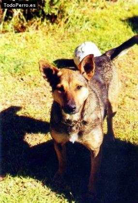 Foto del perro Nicruna