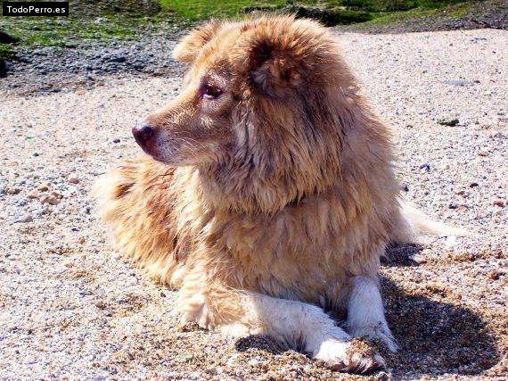 Foto del perro Carinyo