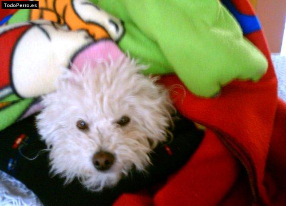 La foto del perro Gaia Foto del perro Gaia