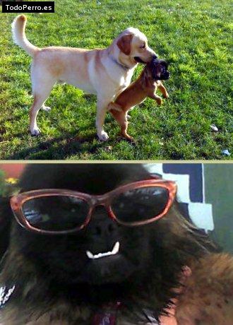 Foto del perro Sancho