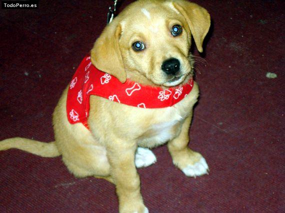 Foto del perro Scott