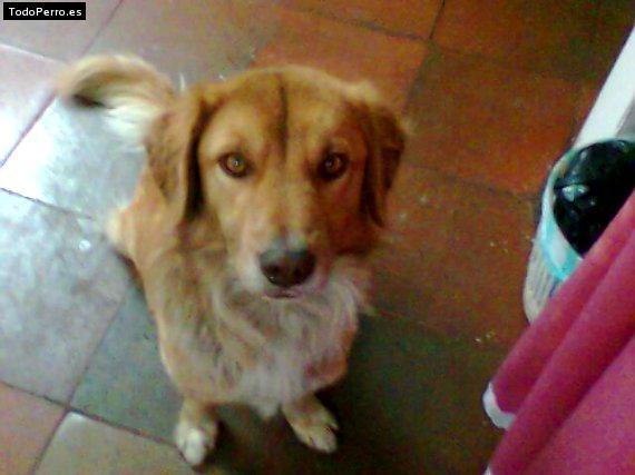 Foto del perro Toni