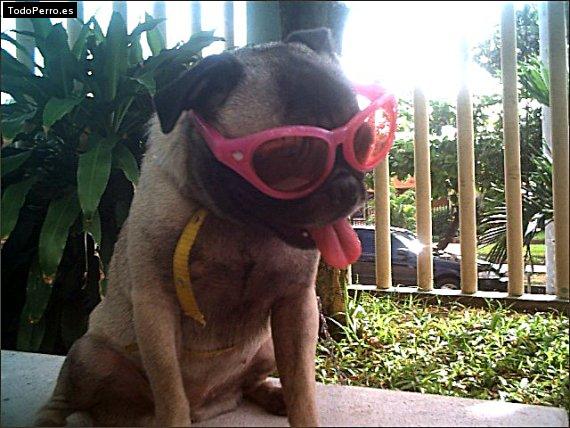 Foto del perro Chiki