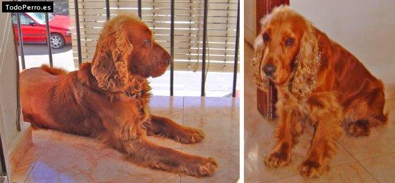 Foto del perro Curro