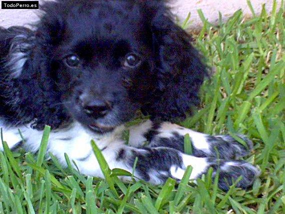 La foto del perro Logan Foto del perro Logan