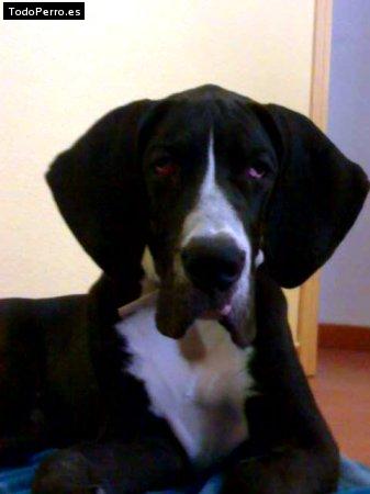 Foto del perro Scooby