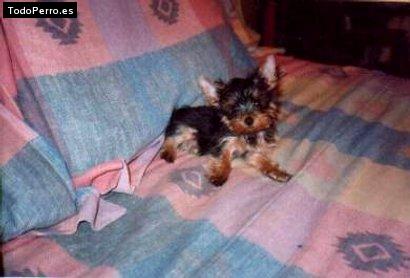 La foto del perro Jacupo Foto del perro Jacupo