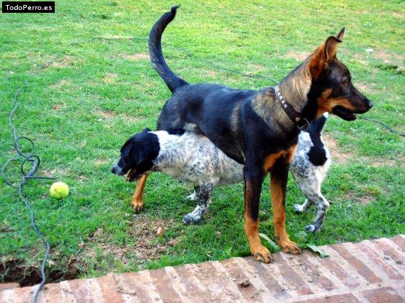La foto del perro Mora Foto del perro Mora