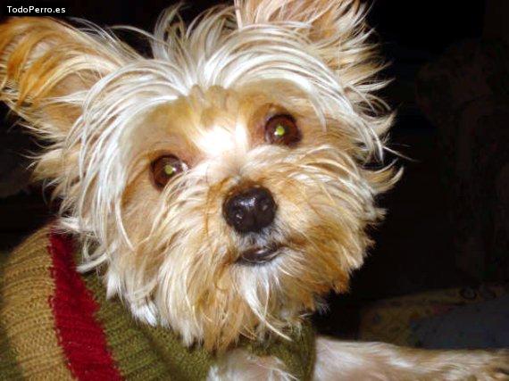 Foto del perro Maguie