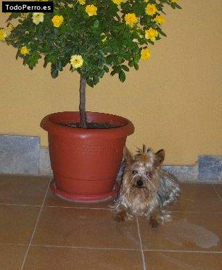 Foto del perro Randy