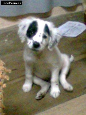 Foto del perro Rocky