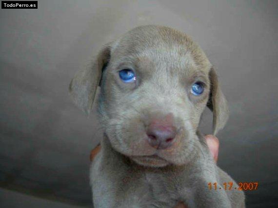 Foto del perro Laika