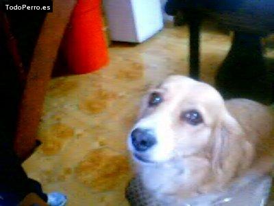 La foto del perro Princesa Foto del perro Princesa