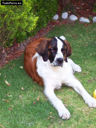 Foto del perro Heidi