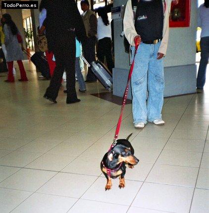 Foto del perro Estrellita