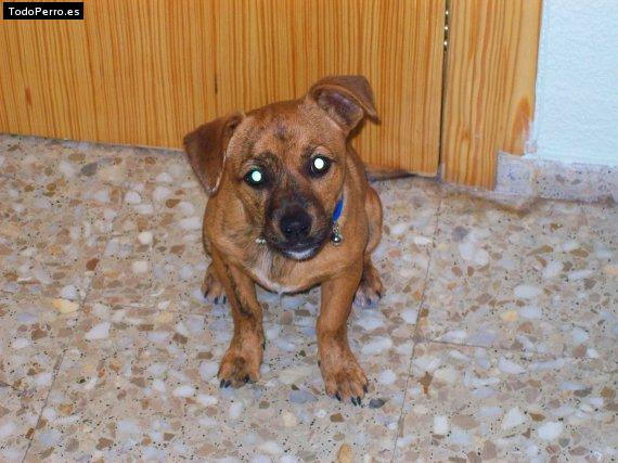 La foto del perro Monchito Foto del perro Monchito