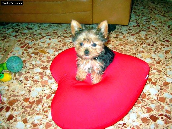 La foto del perro Punky Foto del perro Punky