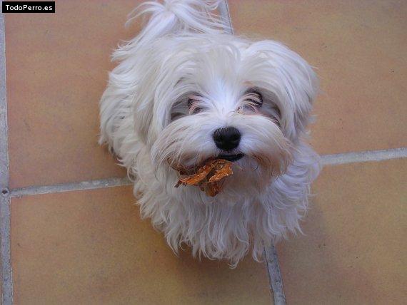 Foto del perro Lupo