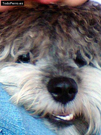 Foto del perro Chapis