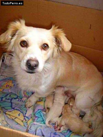 Foto del perro Chispita