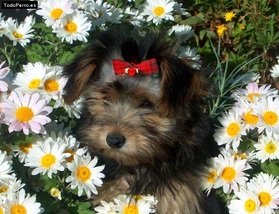 Foto del perro Candela