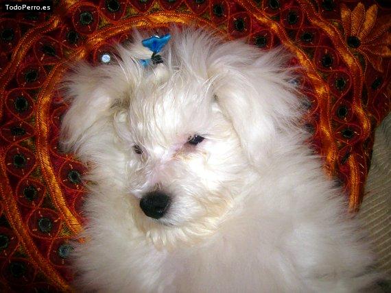 Foto del perro Nano