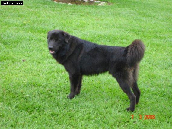 La foto del perro Mateo Foto del perro Mateo