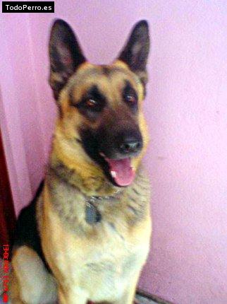 Foto del perro Chavo