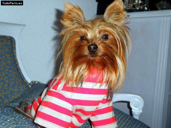 La foto del perro Golfi Foto del perro Golfi