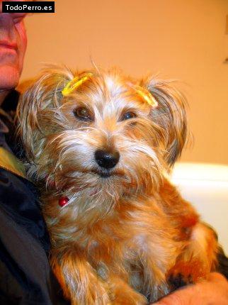 La foto del perro Ginette Foto del perro Ginette