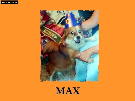 Foto del perro Max