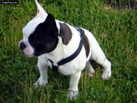 La foto del perro Shasa Foto del perro Shasa