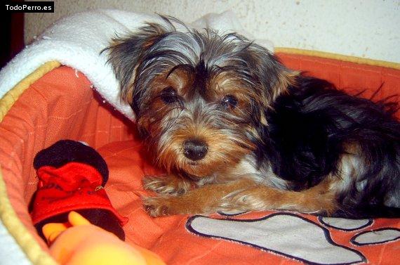 La foto del perro Carmelo Foto del perro Carmelo