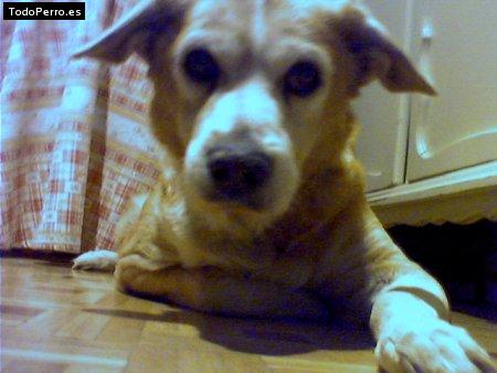 La foto del perro Simba Foto del perro Simba